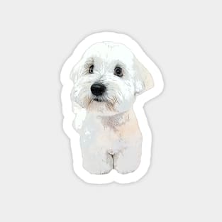 Coton de tulear dog teddy Sticker